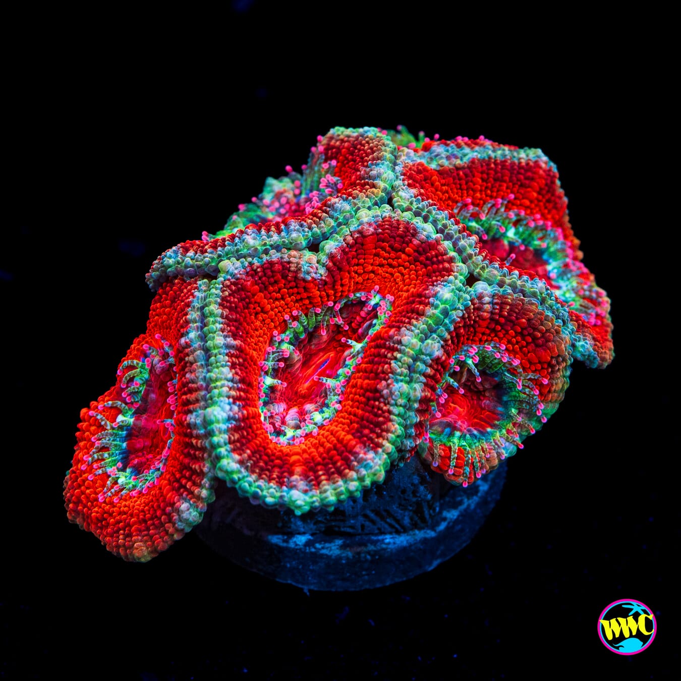 Teal Ring Aussie Lord - Actinic Photo