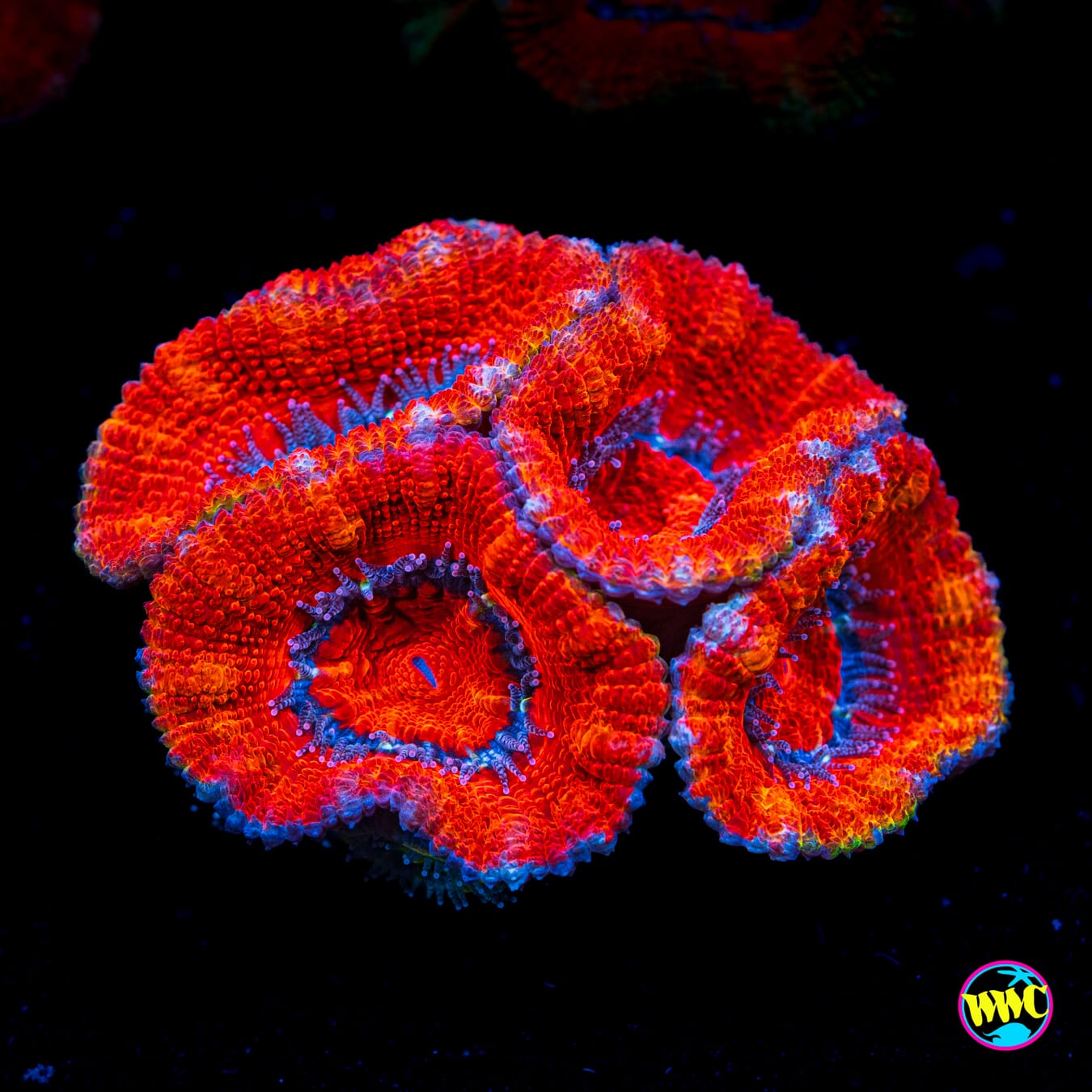 Orangeade Aussie Lord - Actinic Photo