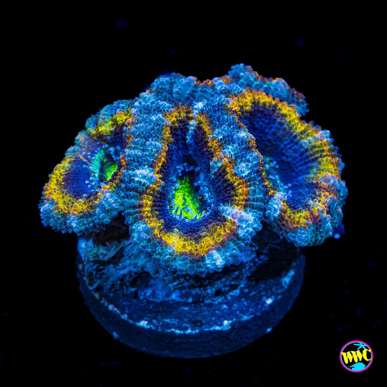 Golden Rings Aussie Lord - Actinic Photo