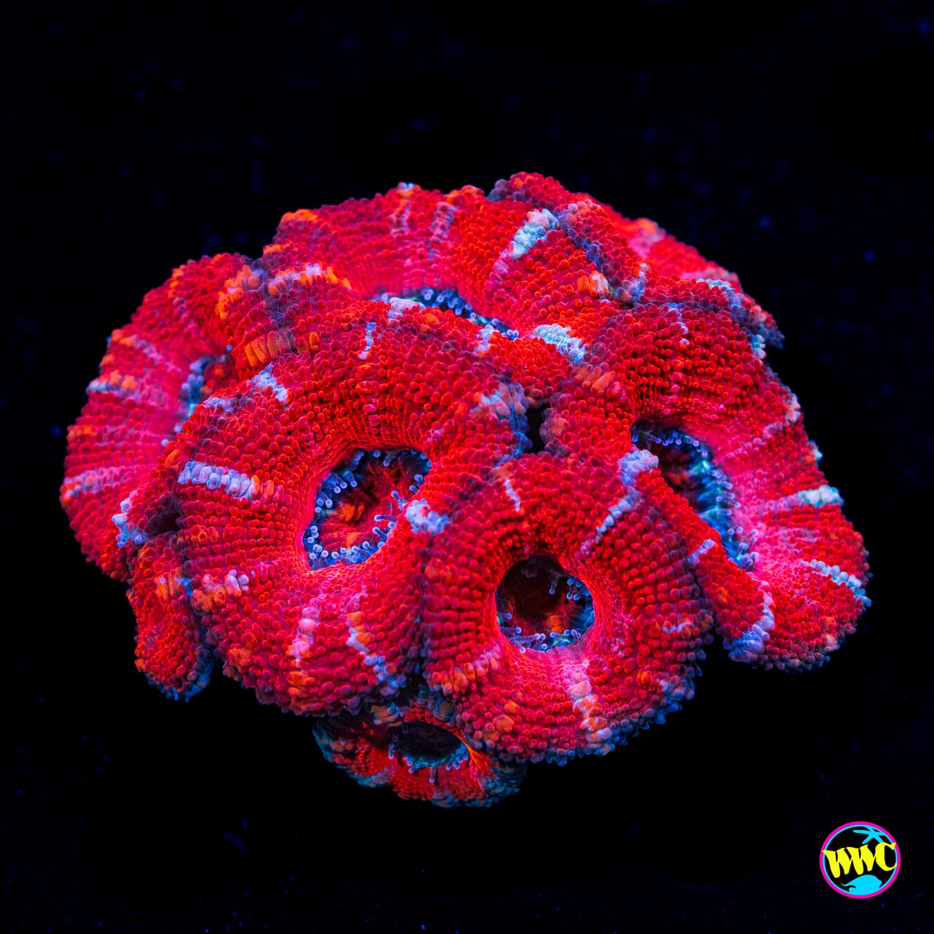 Cotton Candy Aussie Lord - Actinic Photo