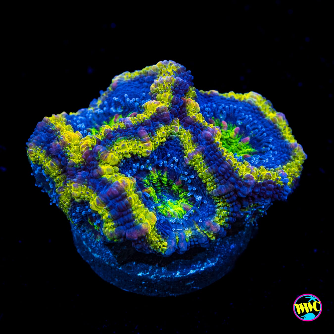 Golden God Aussie Lord - Actinic Photo