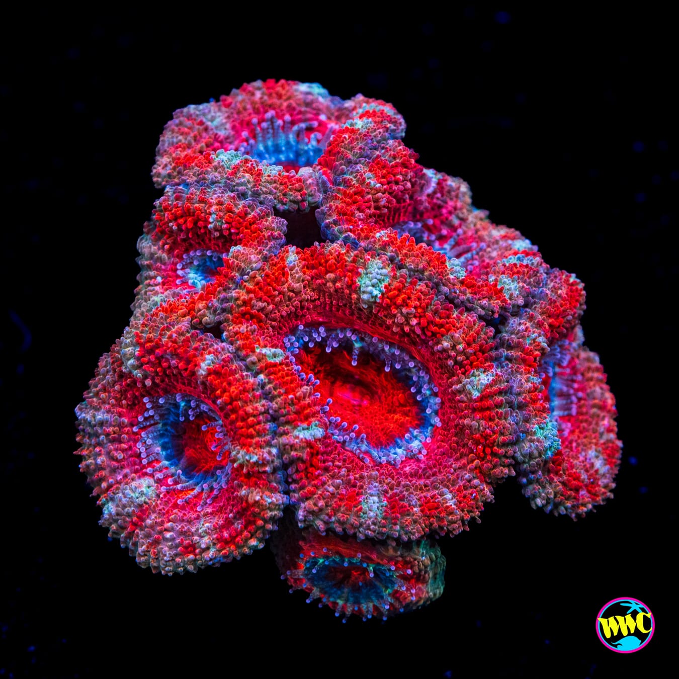 Strawberry Chessecake Aussie Lord - Actinic Photo