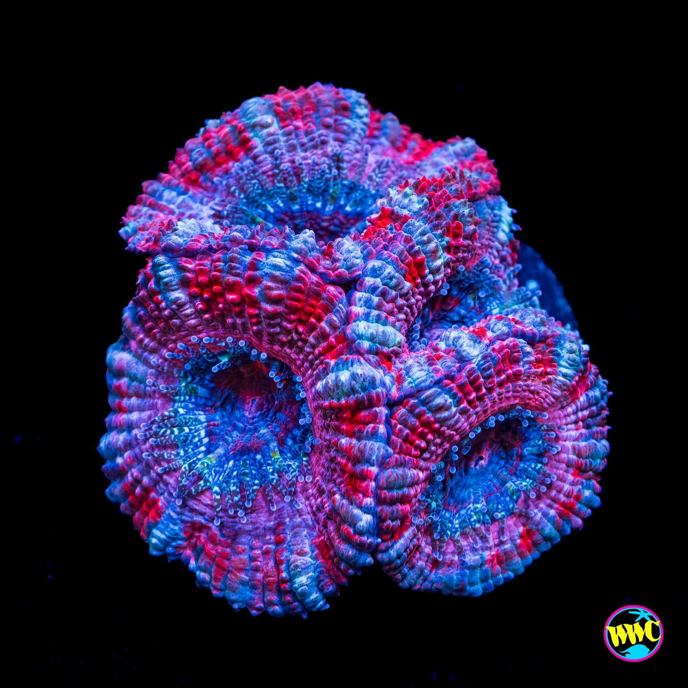 Raspberry Cotton Candy Aussie Lord - Actinic Photo