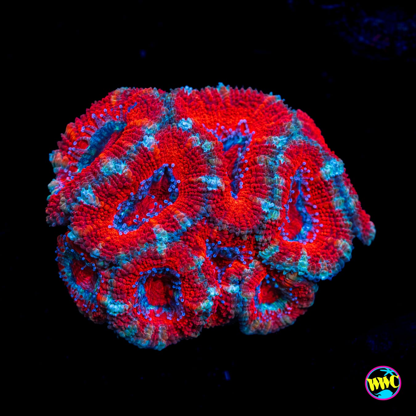 Blue Streaker Aussie Lord - Actinic Photo