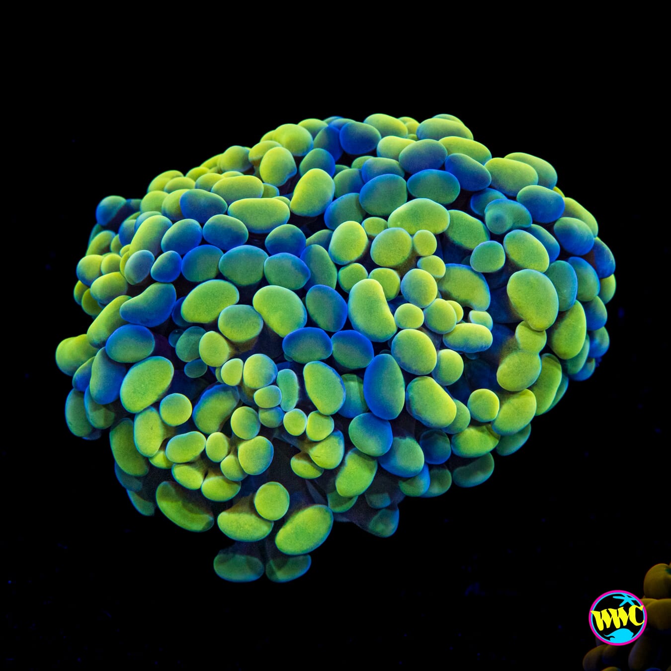 Aquarama Branching Hammer - Actinic Photo