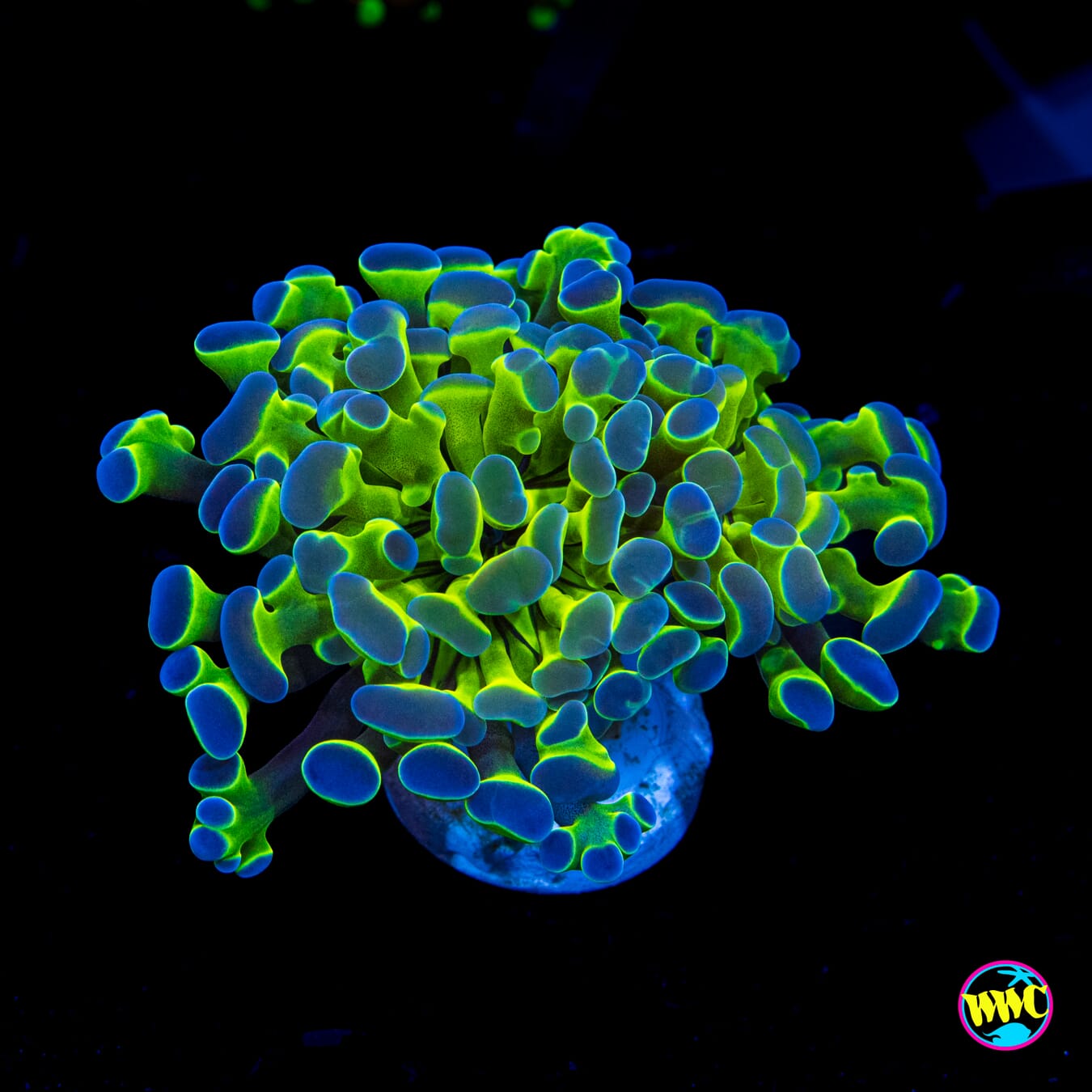 Hologram Branching Hammer - Actinic Photo