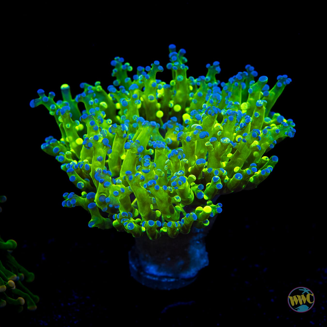 Splatter Bicolor Branching Frogspawn