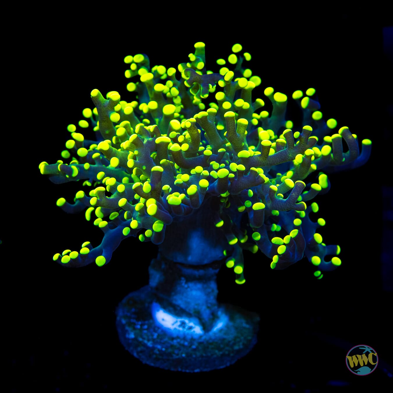 Glow Bug Branching Frogspawn