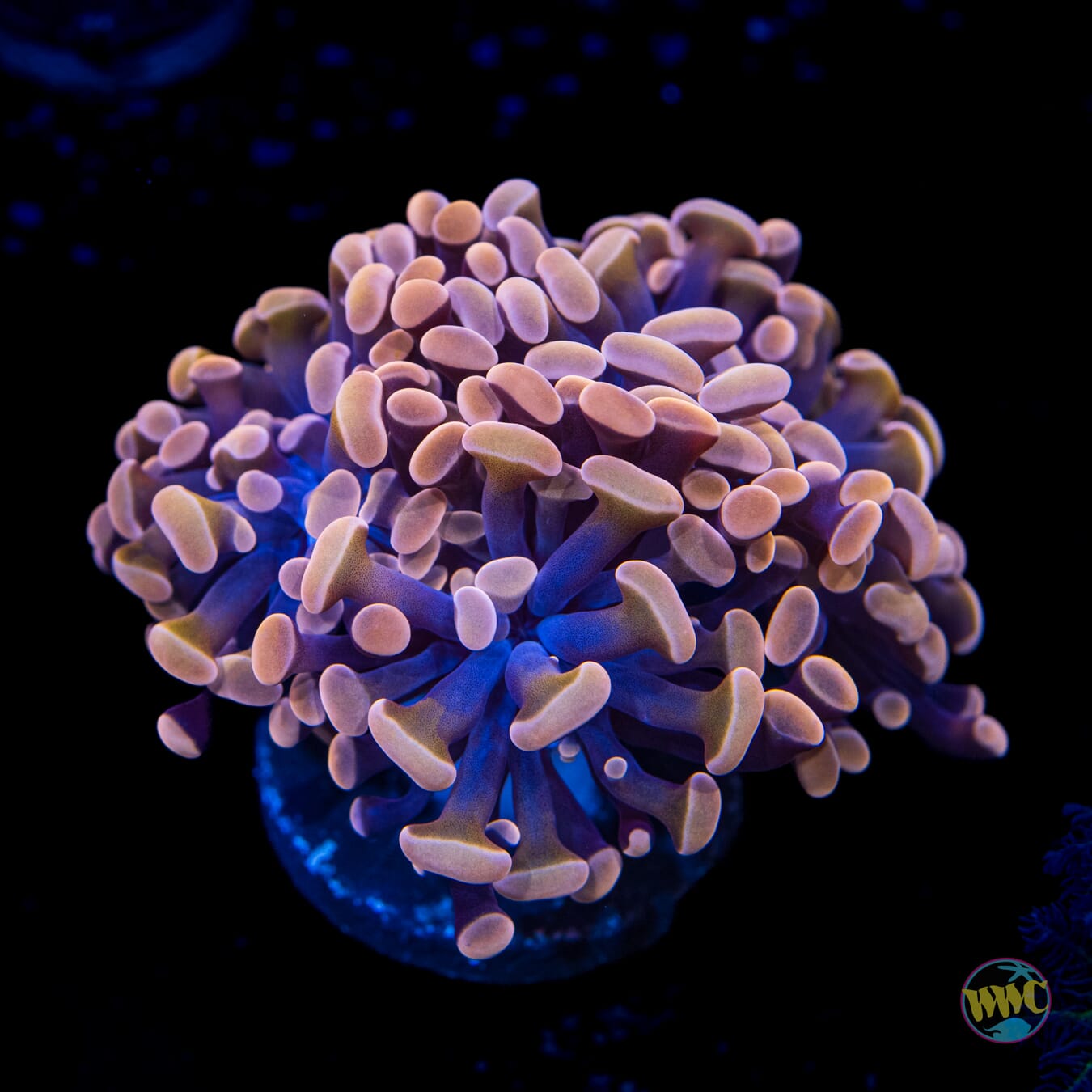 WWC Blood Moon Branching Hammer