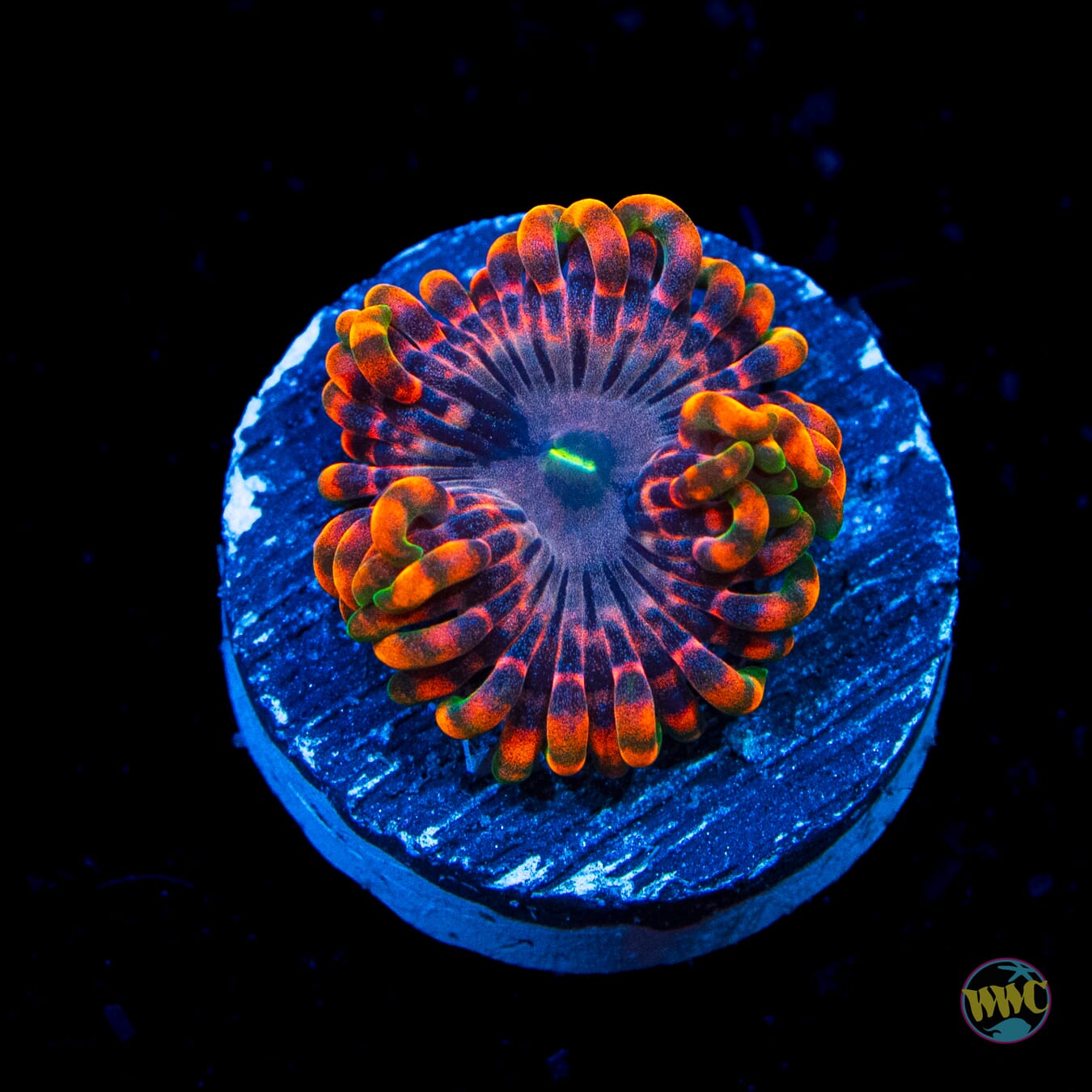 Fairy Fart Zoanthids