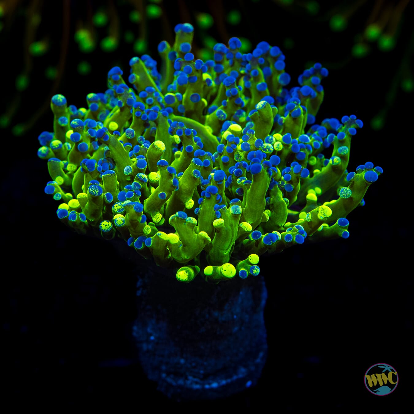 Splatter Tip Branching Frogspawn