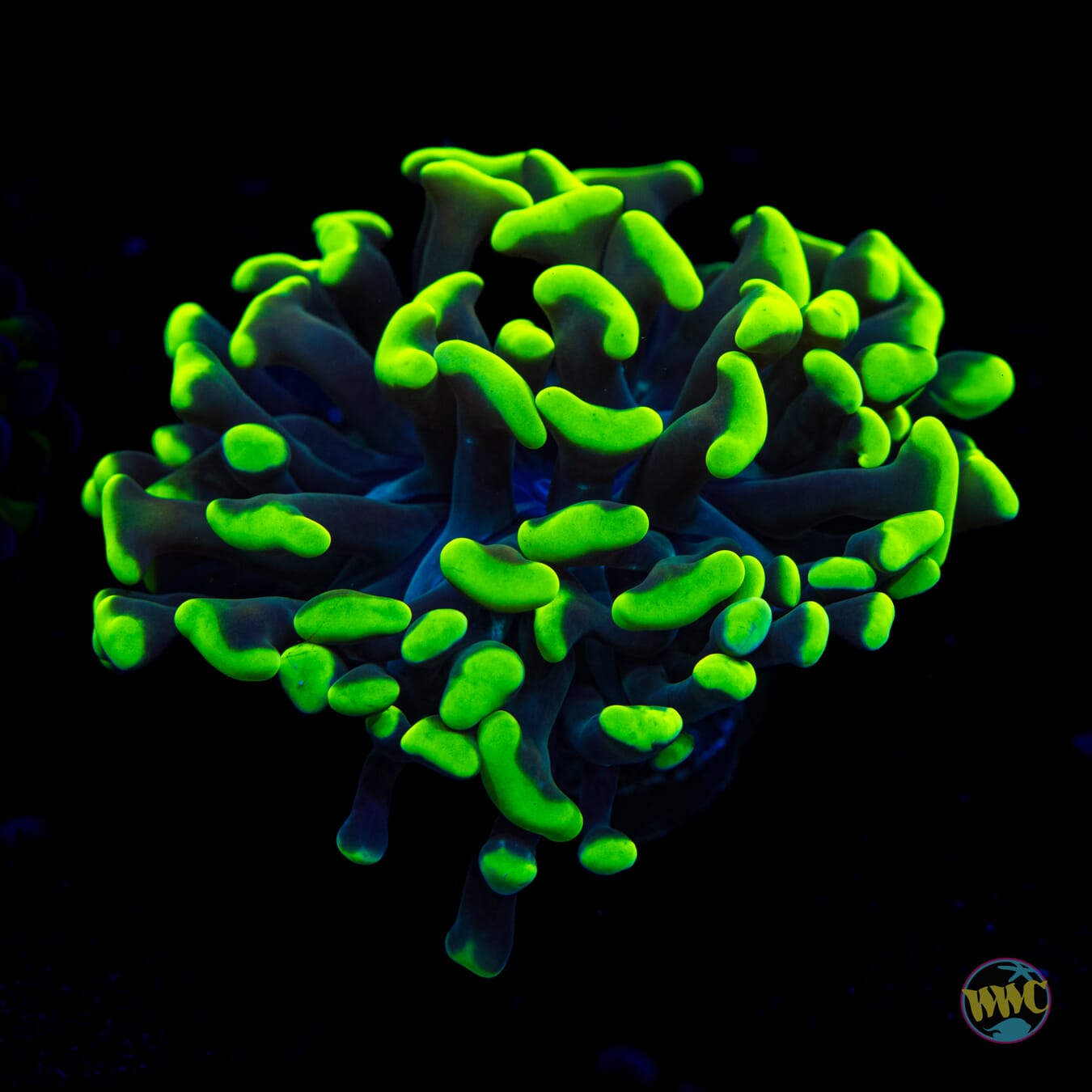 Toxic Green Branching Hammer