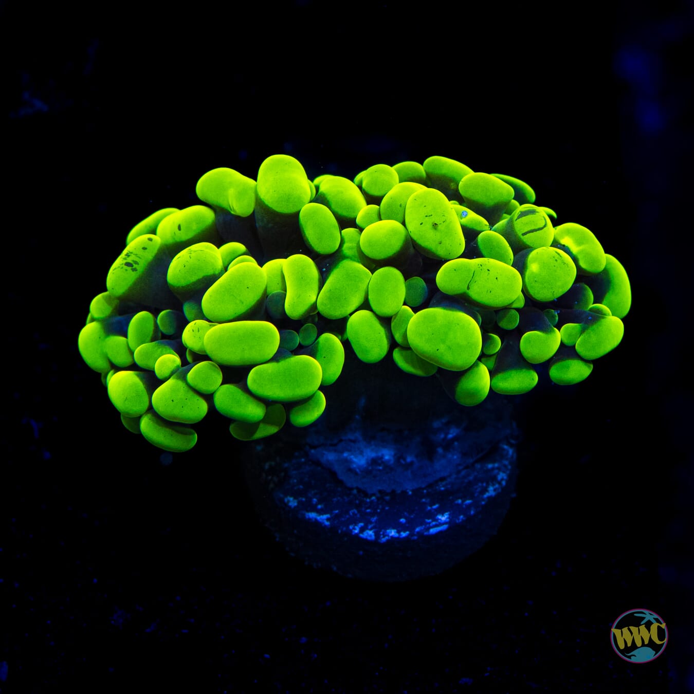 Toxic Green Branching Hammer