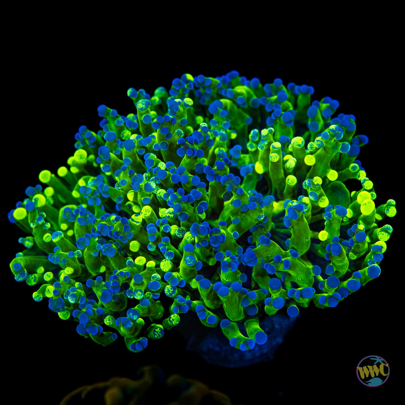 Splatter Tip Branching Frogspawn