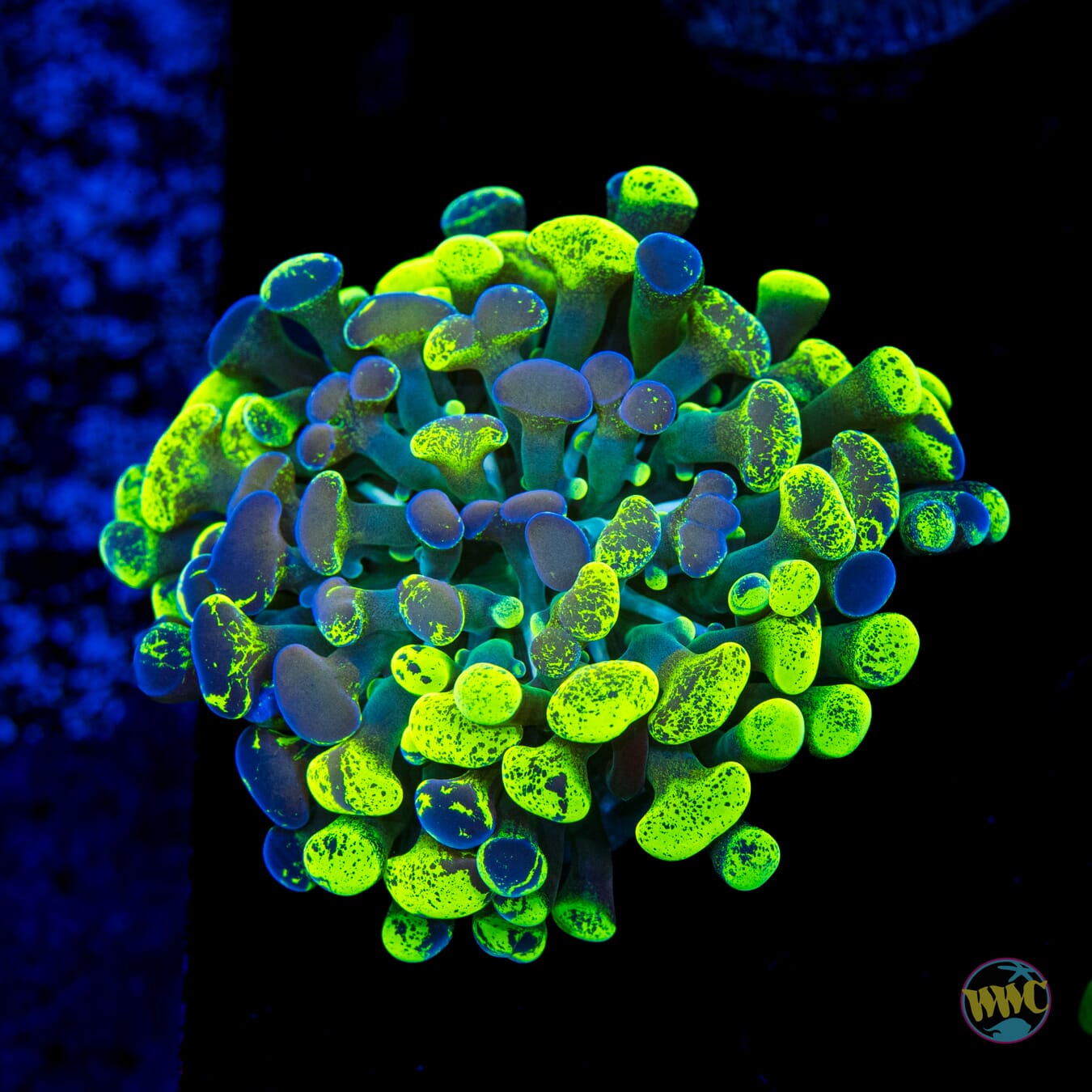 Future Girlfriend Branching Hammer