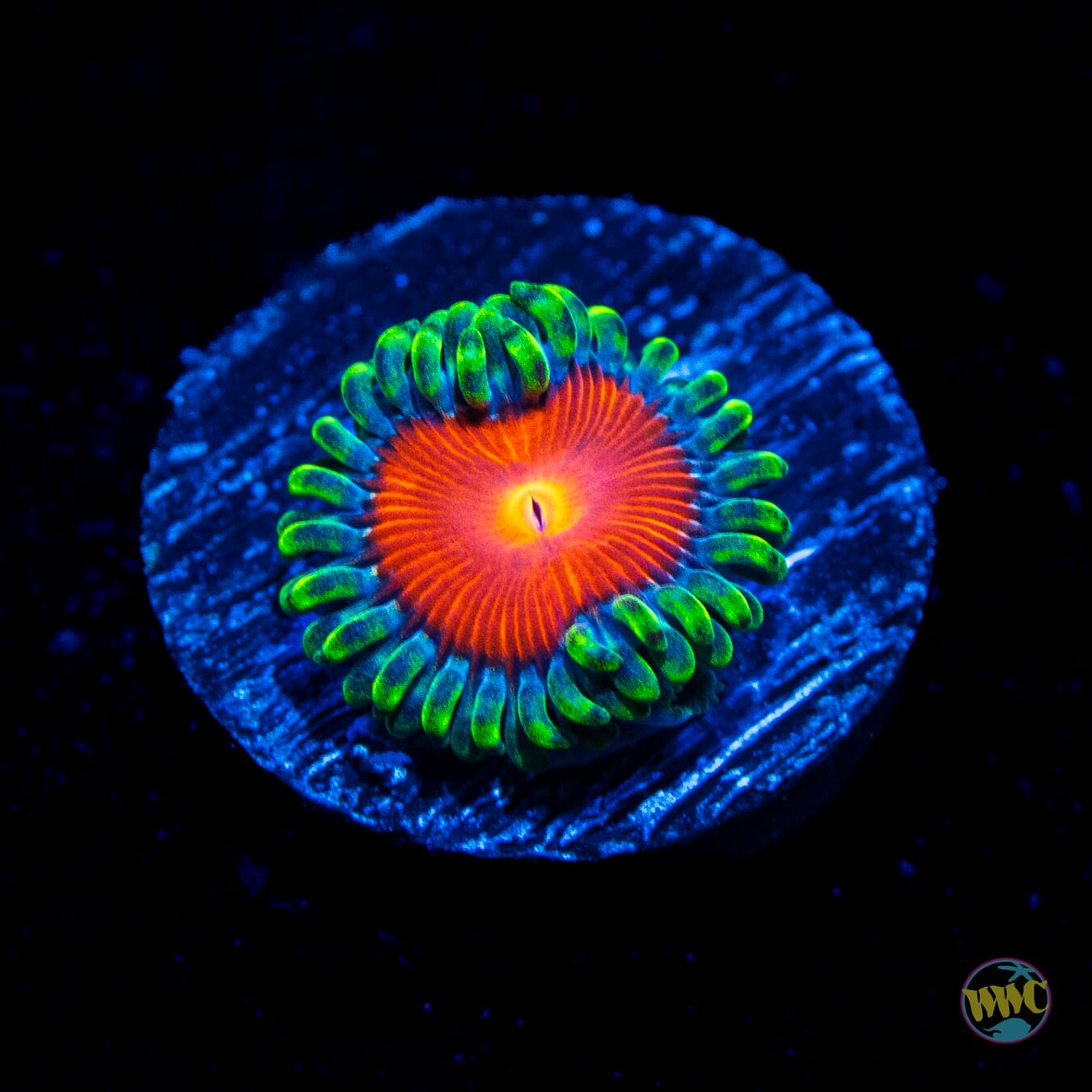 WWC Elemental Fury Zoanthids