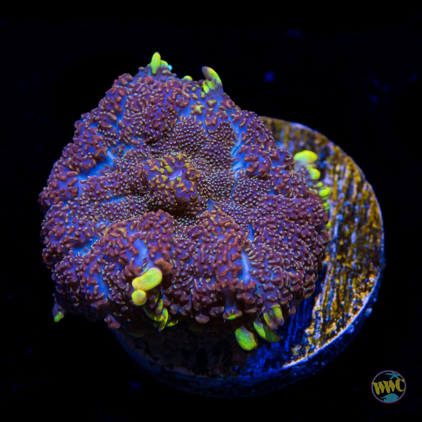 Lemonaze Rhodactis Mushroom
