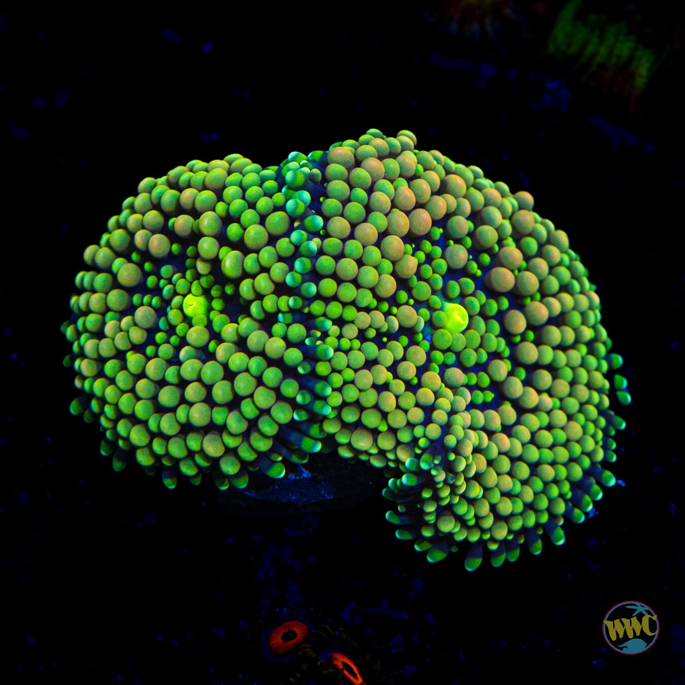 Peaches and Limes Ricordea Mushroom