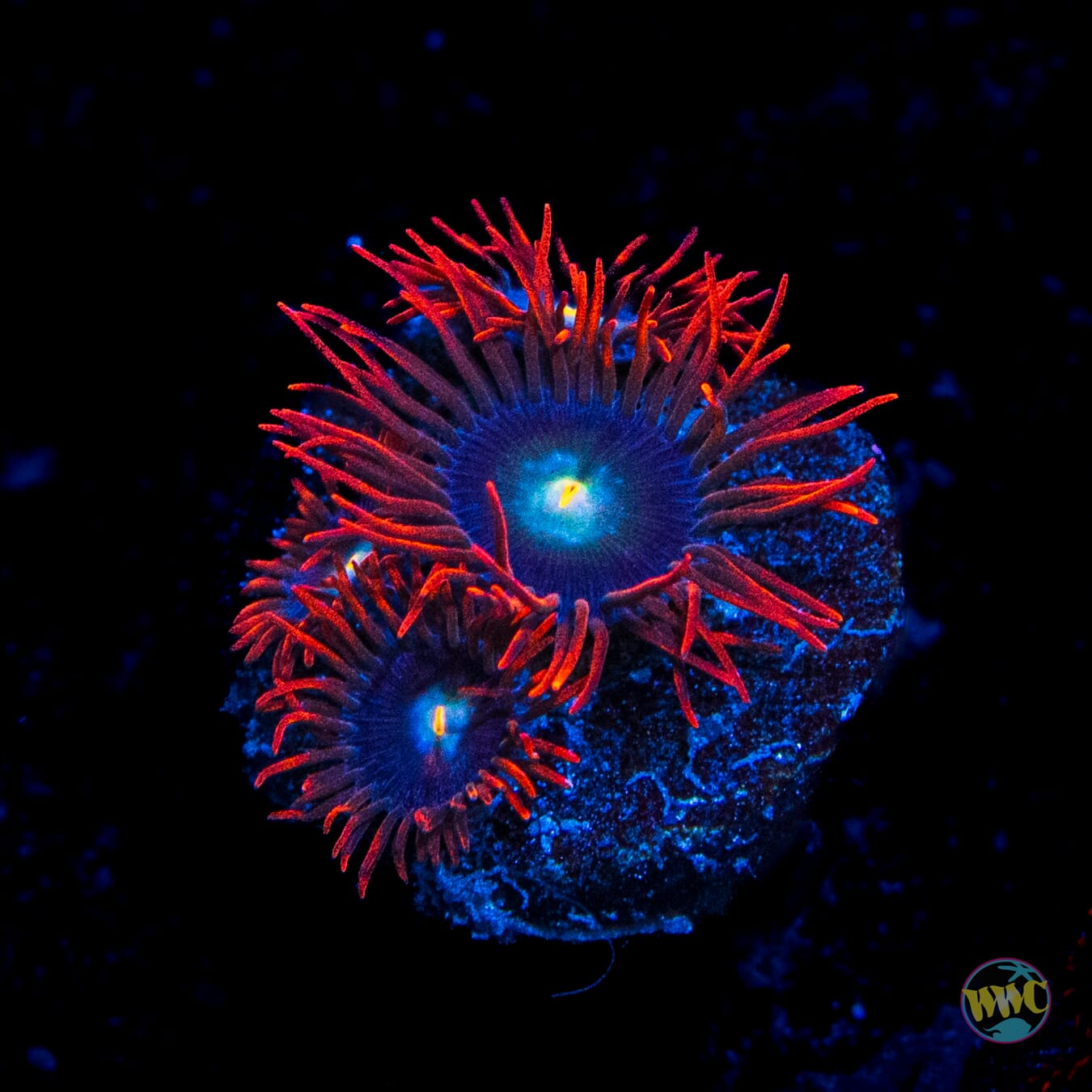 WWC Wildfire Zoanthids