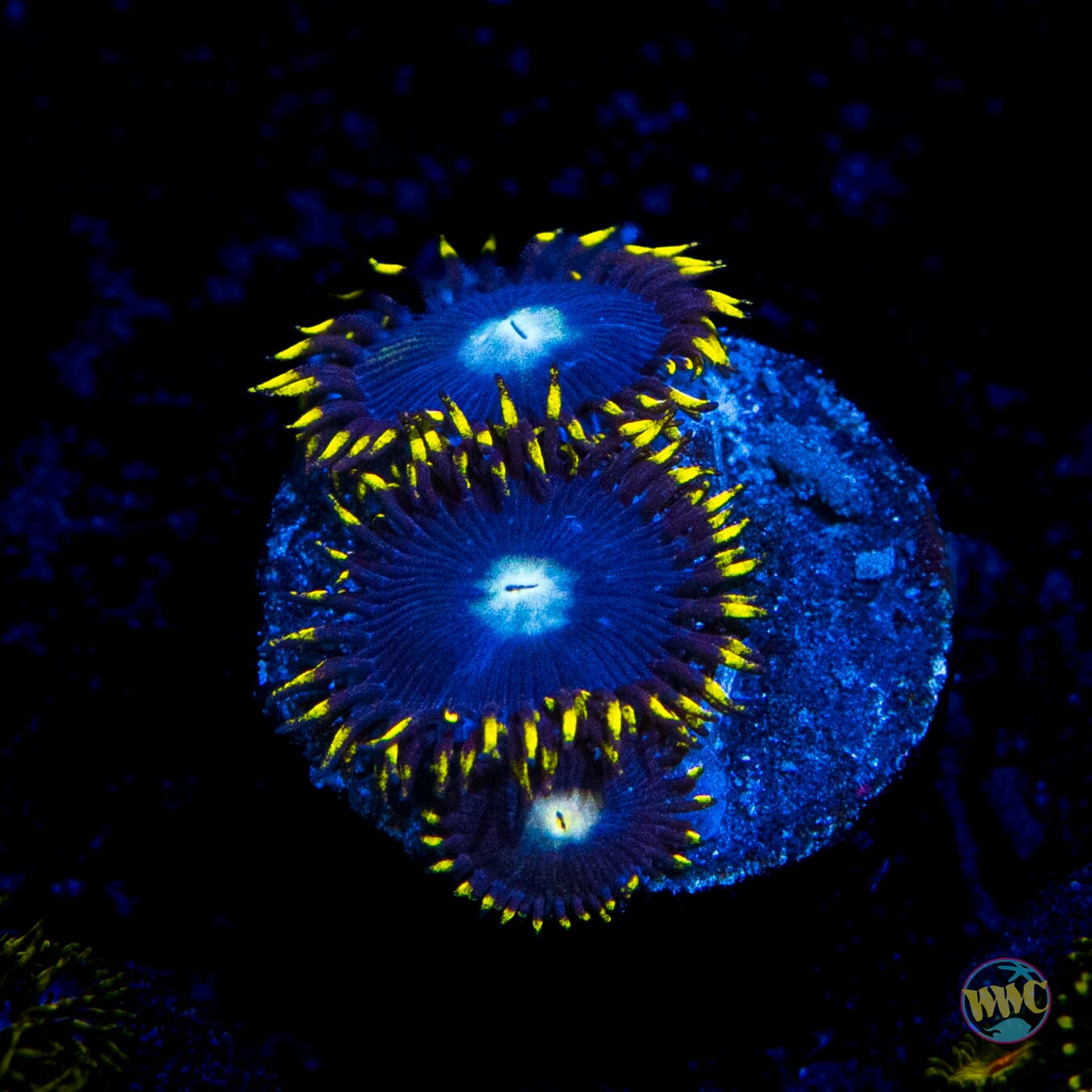 WWC Crown Royal Zoanthids