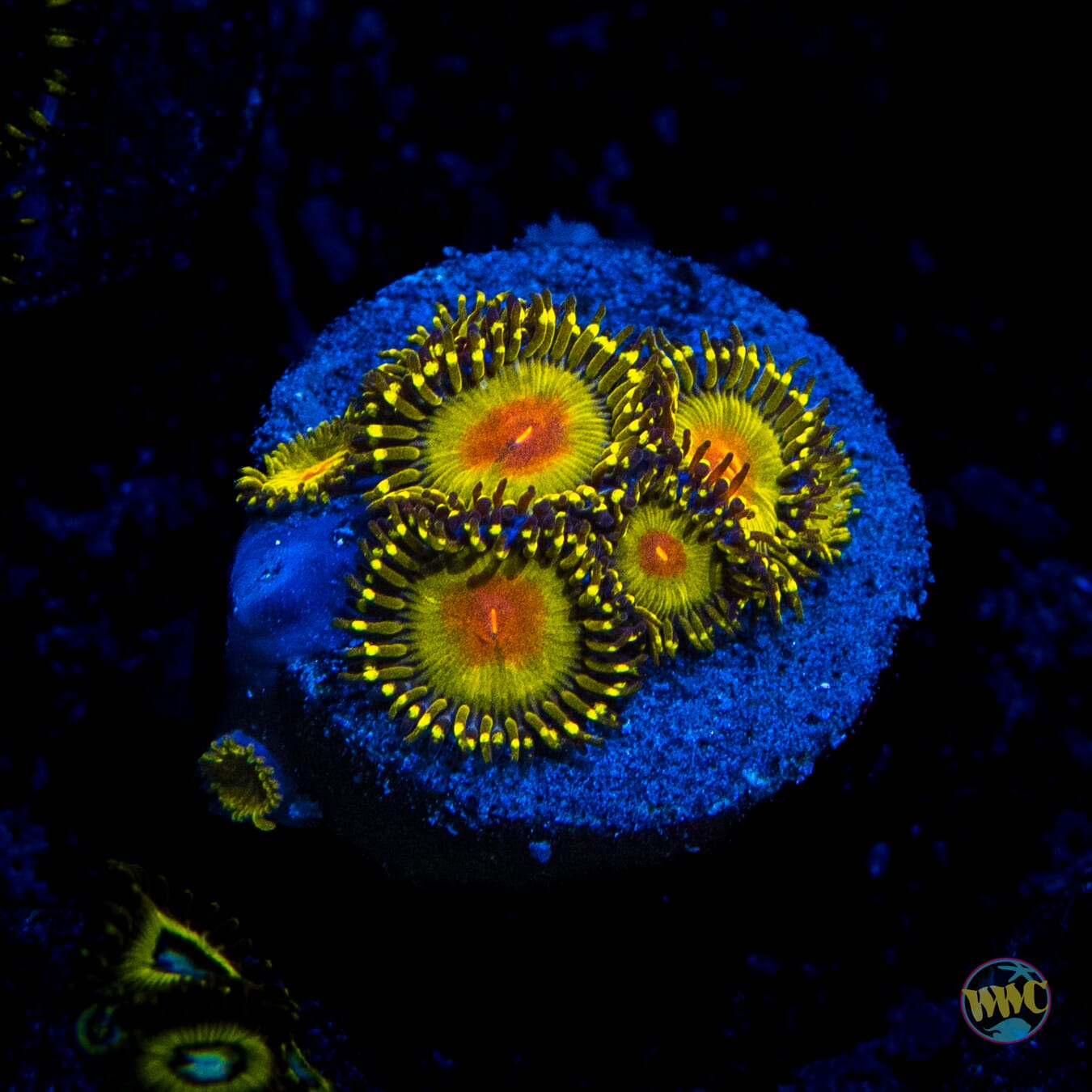 WWC Golden Gods Zoanthids