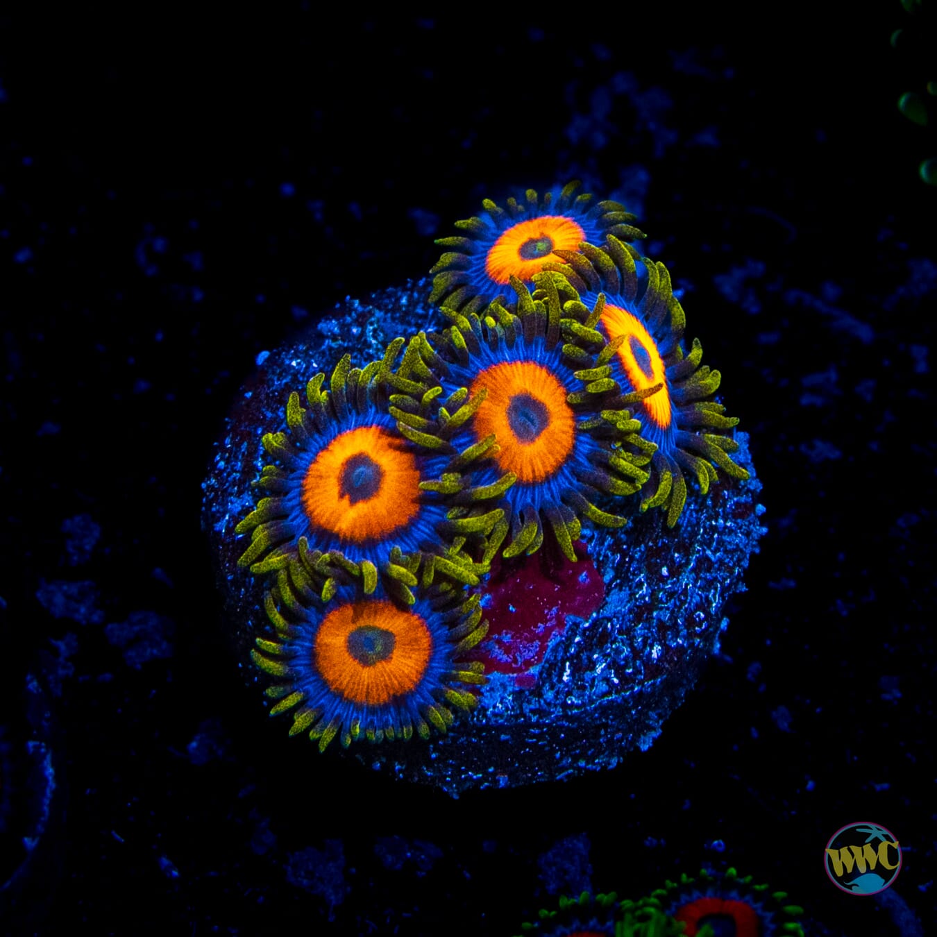 Jungle Juice Zoanthids