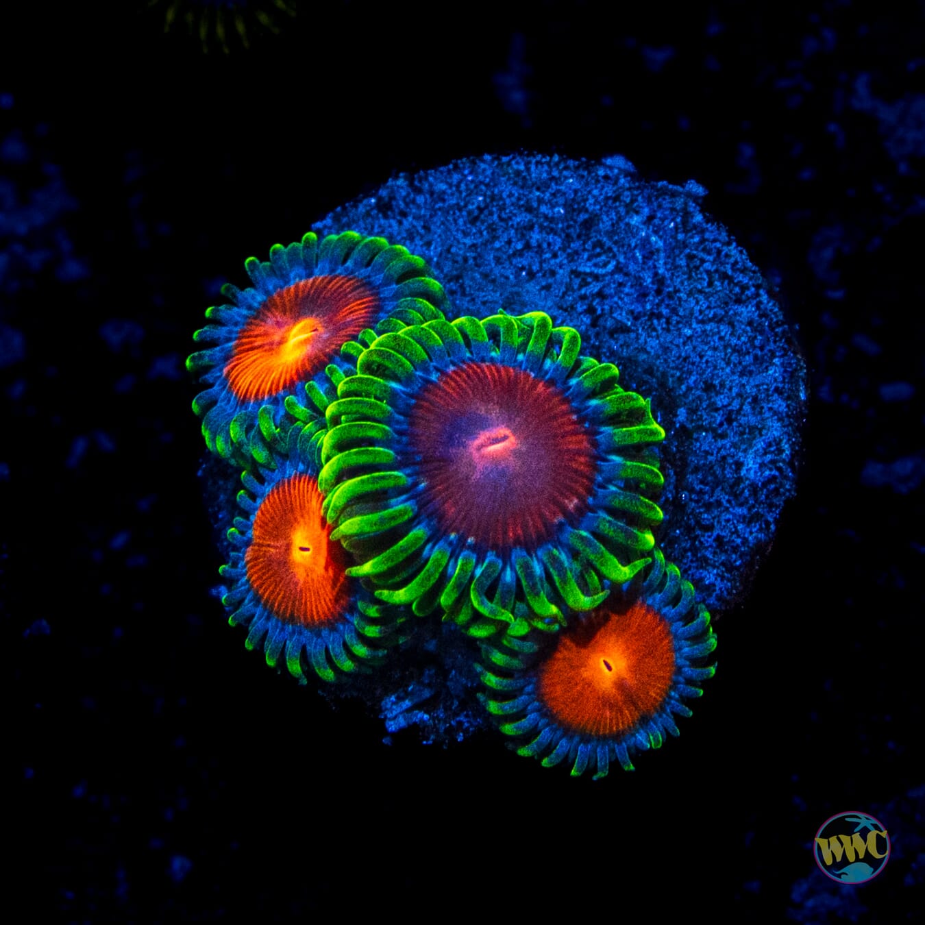 WWC Elemental Fury Zoanthids
