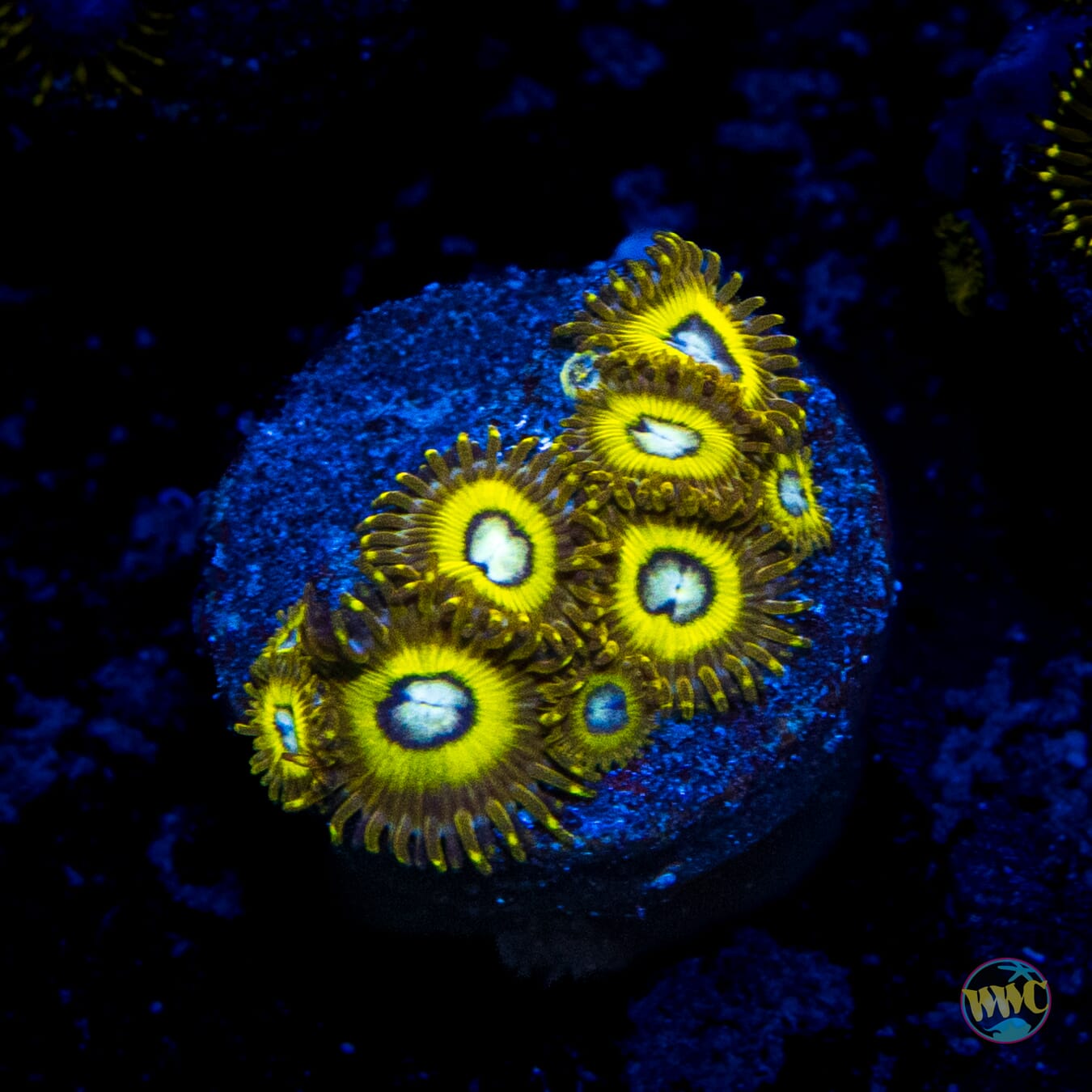 Pikachu Zoanthids