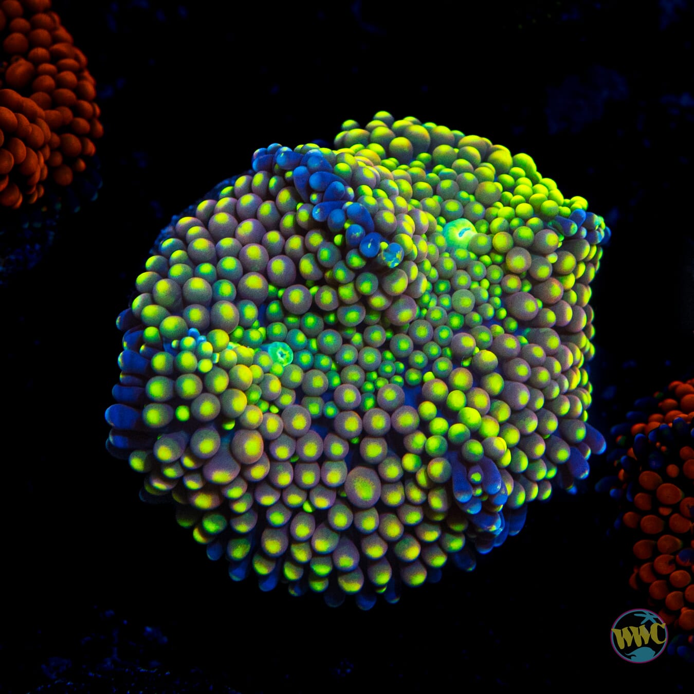 Peaches and Limes Ricordea Mushroom