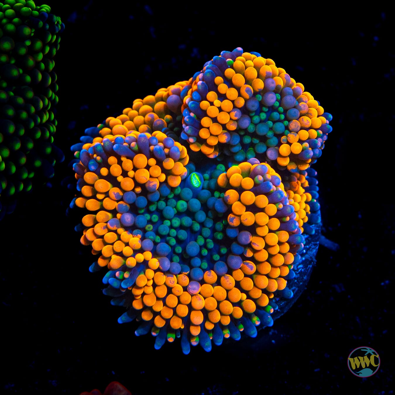 Citrus Cooler Ricordea Mushroom