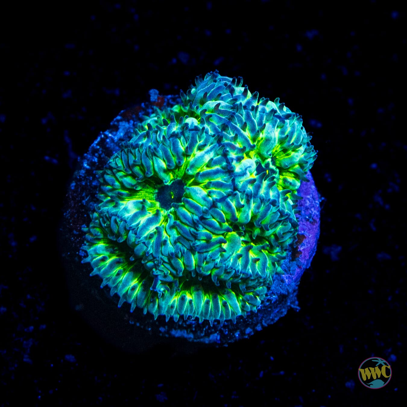 WWC Starlight Merletti Blastomussa