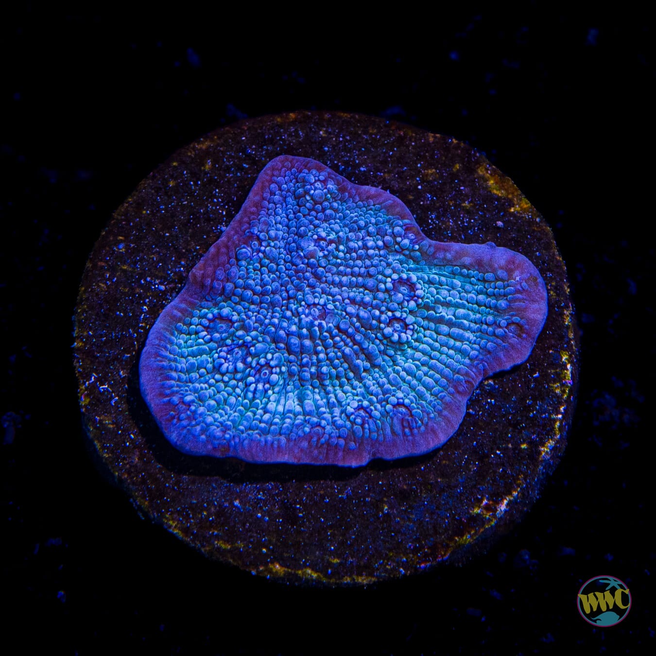 WWC Frozen Grapes Chalice