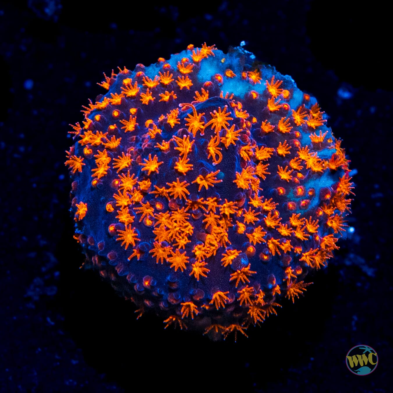 WWC Spiderman Stylocoeniella