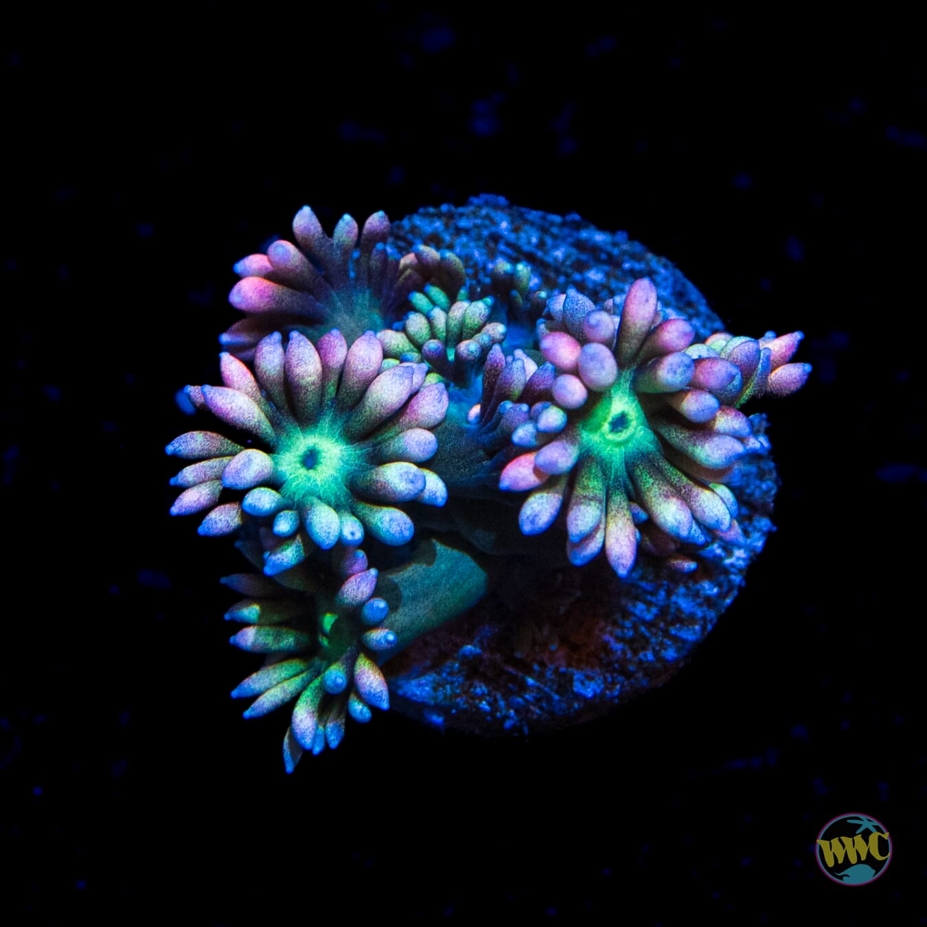 WWC Rainbow Soursop Goniopora