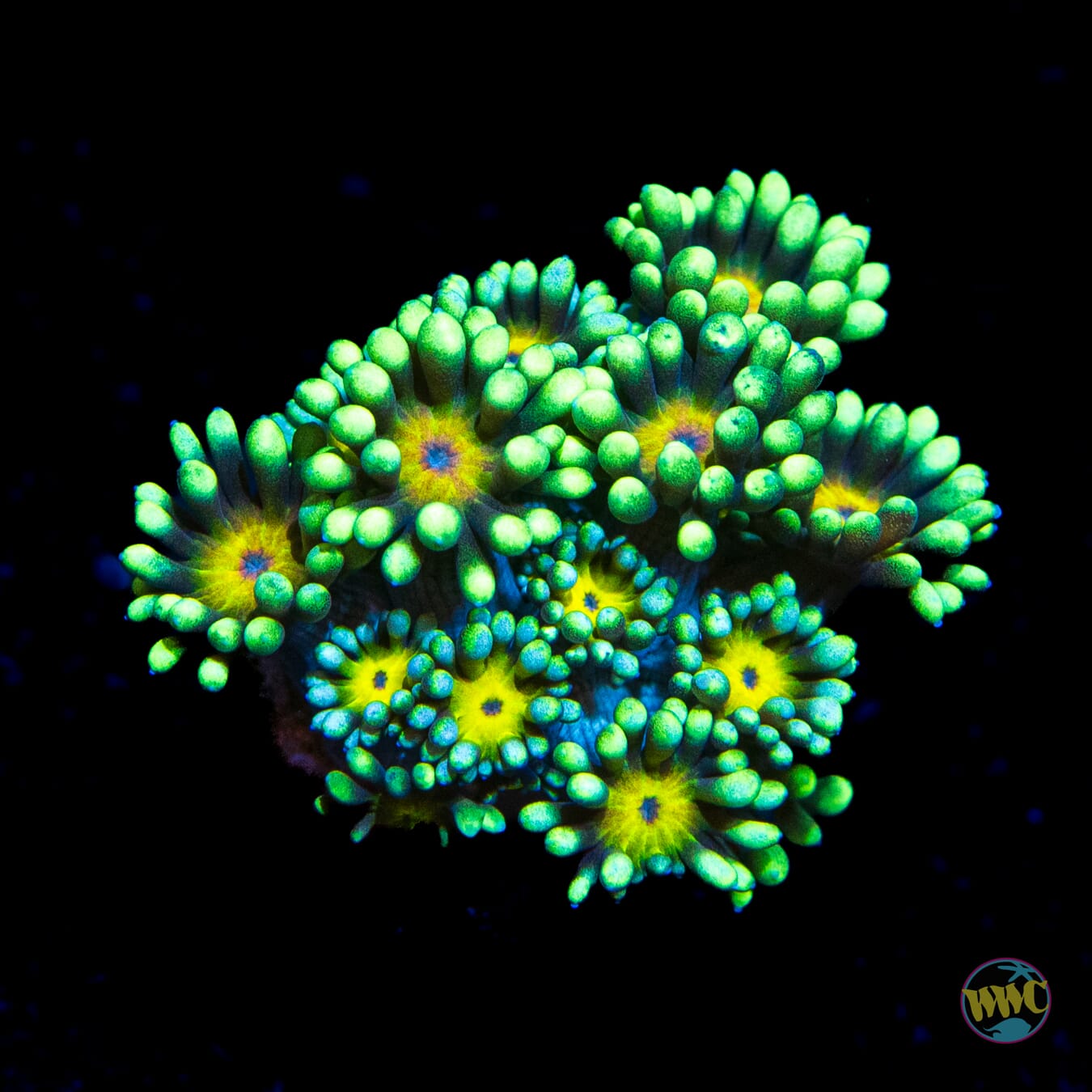 WWC Lemon Drop Goniopora