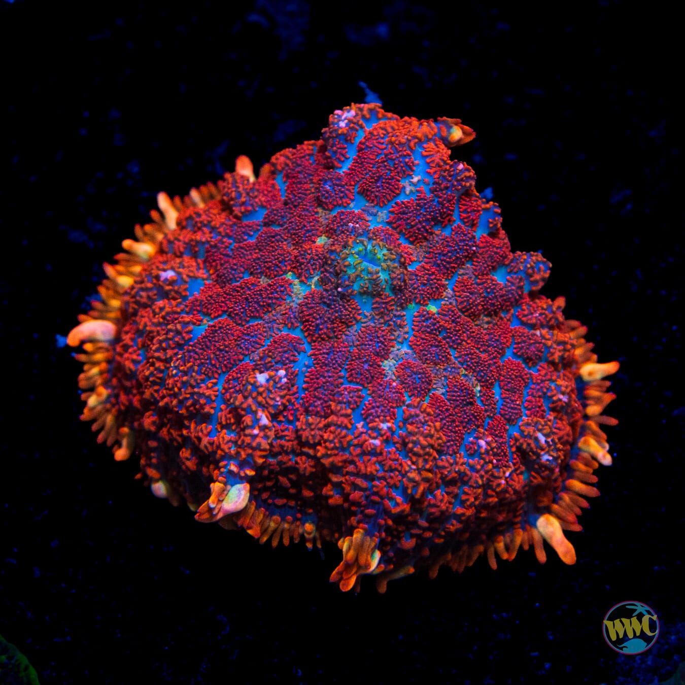 Fully Baked Rhodactis Mushroom