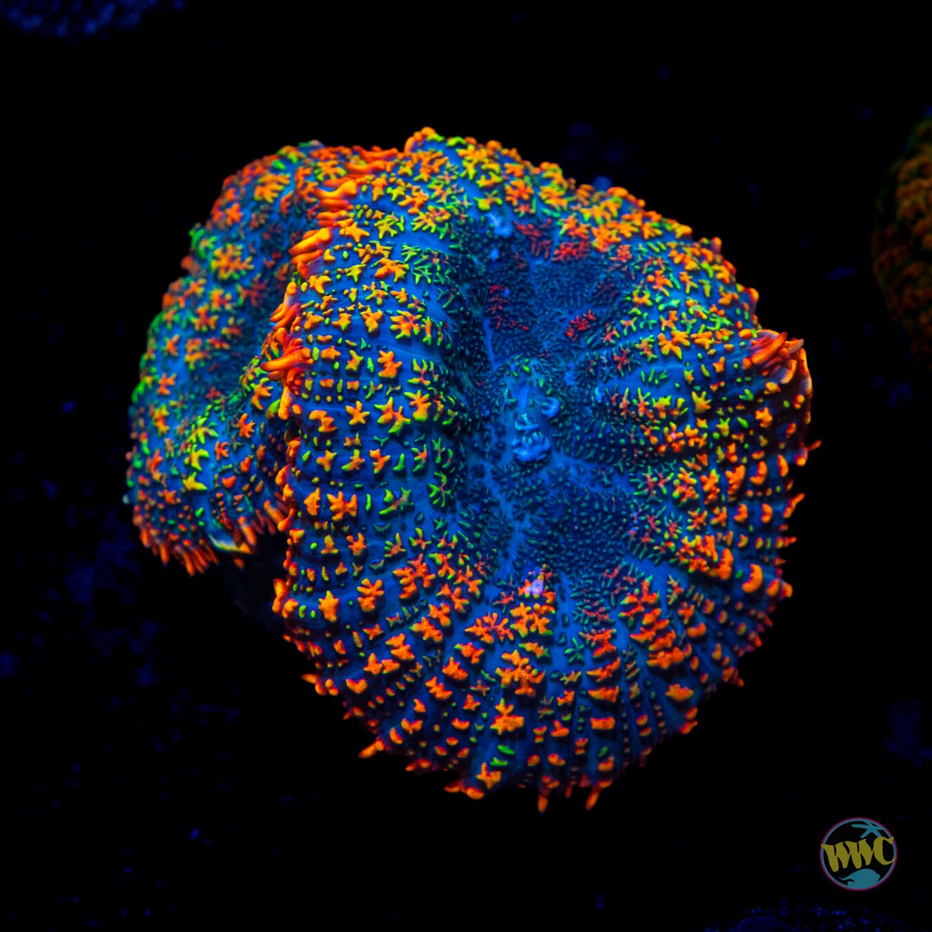 Maui Sunrise Rhodactis Mushroom