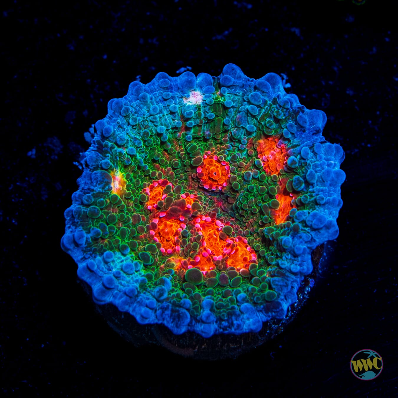 WWC Boogie Man Chalice