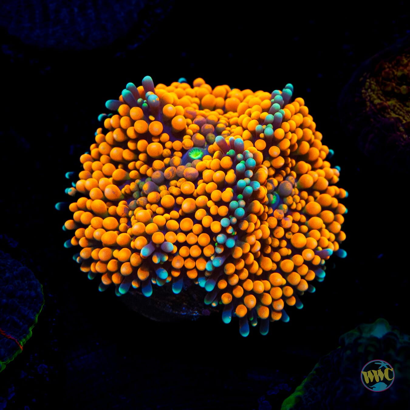 Teal Ring Ricordea Mushroom