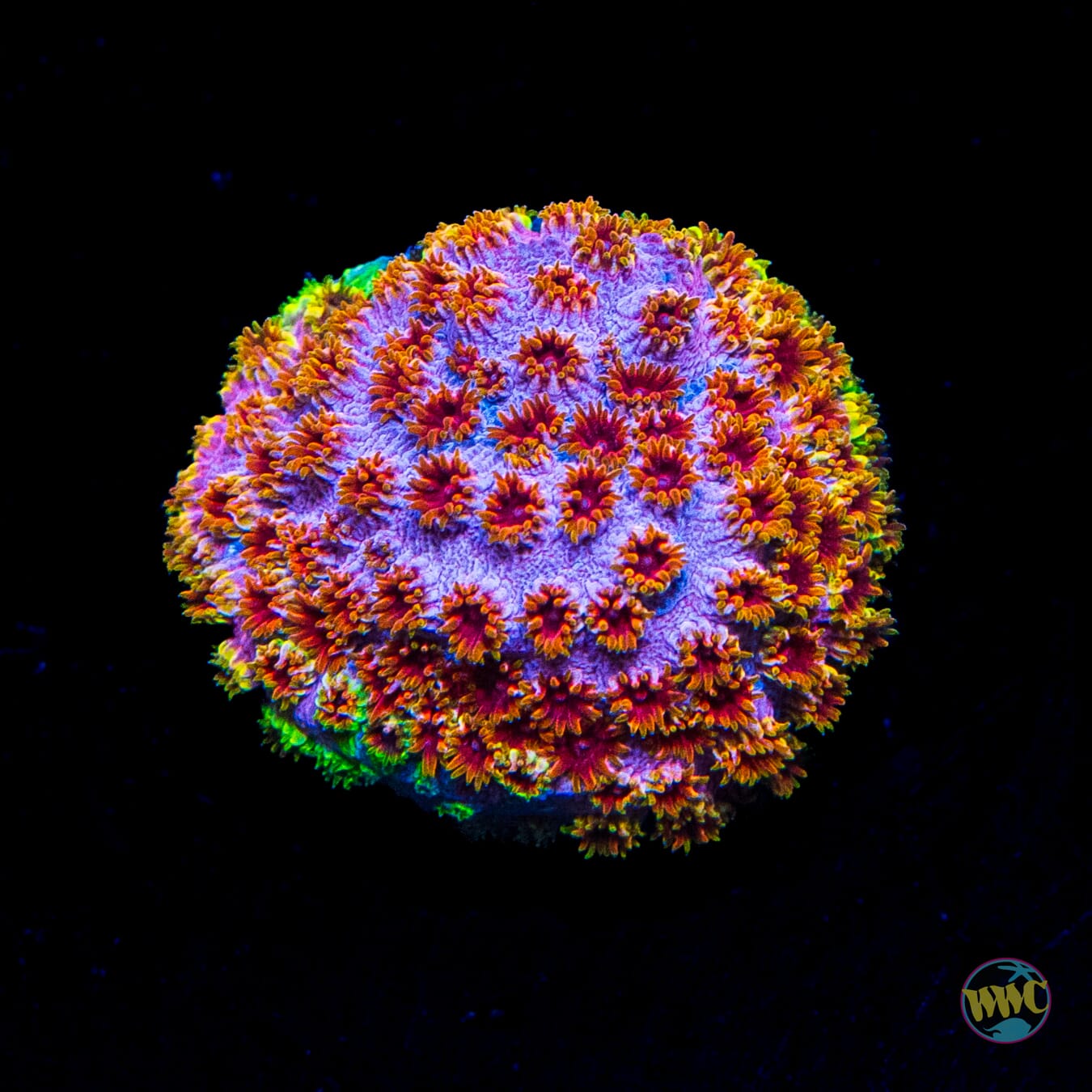 WWC Skittlez Bomb Cyphastrea