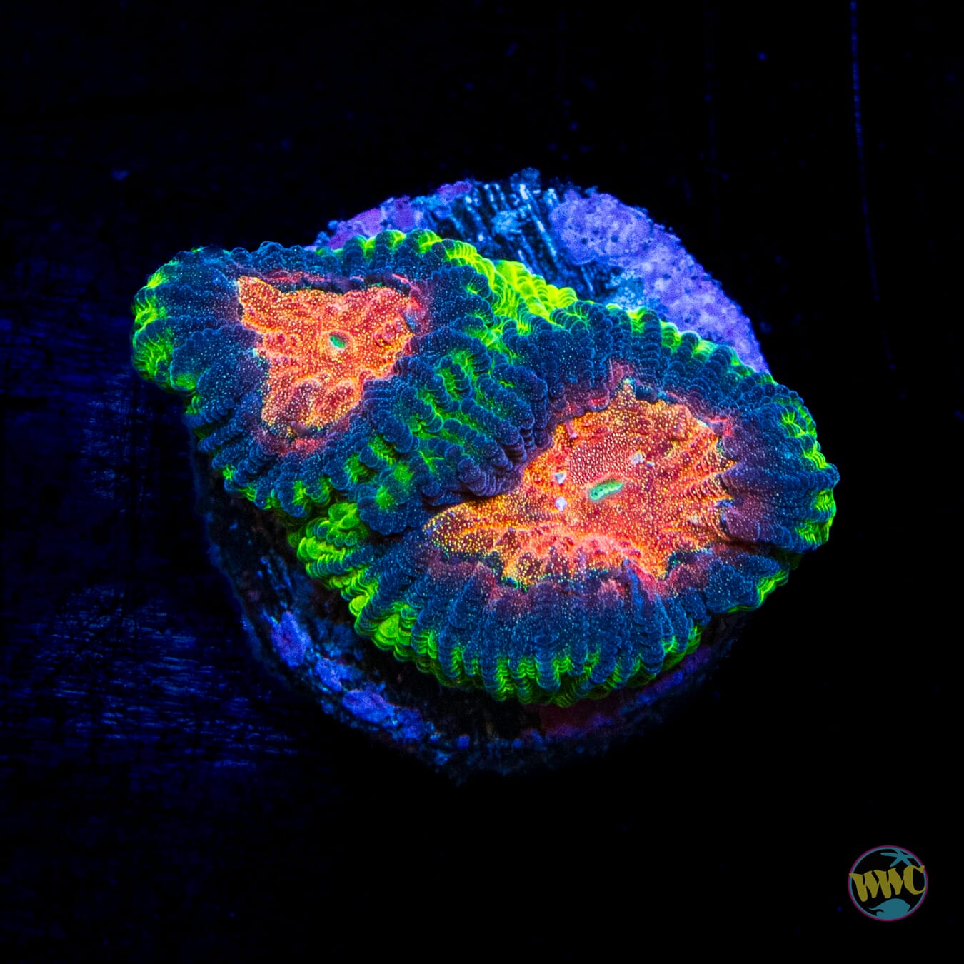 WWC Earthquake Favia