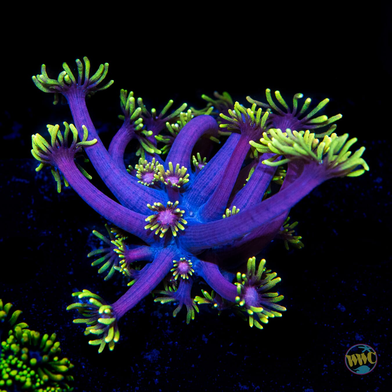 WWC Sunflower Goniopora