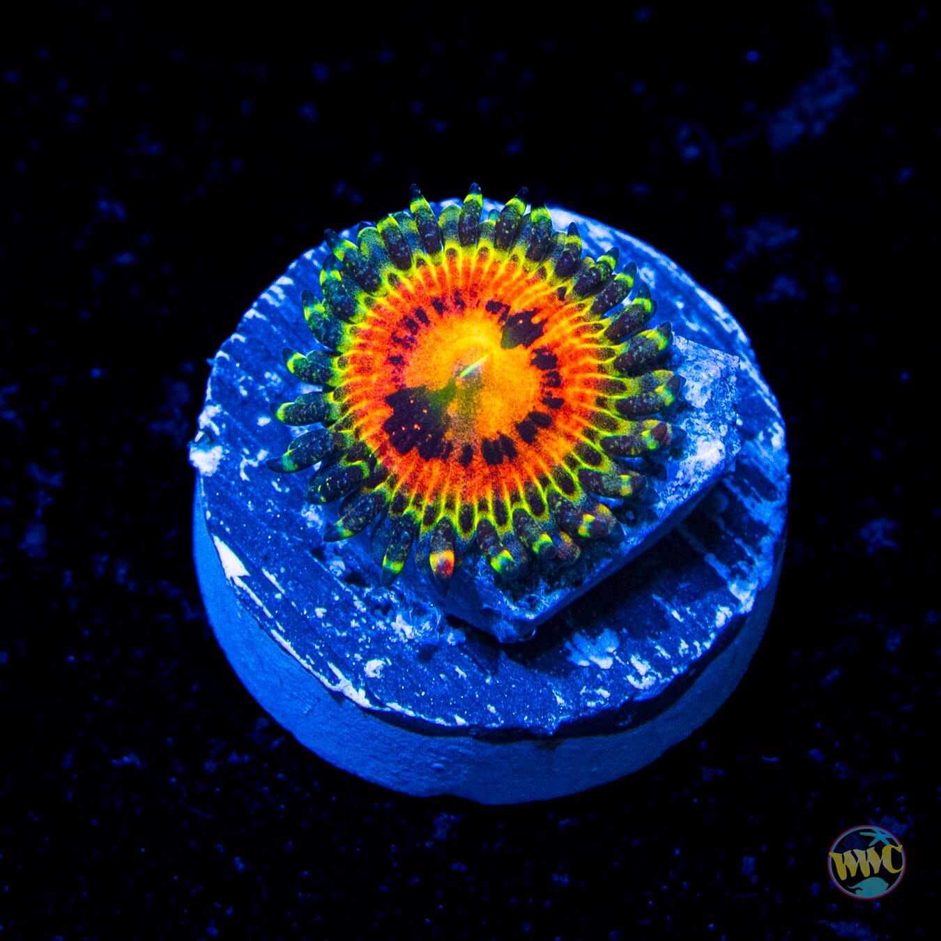 Rainbow Incinerator Zoanthid