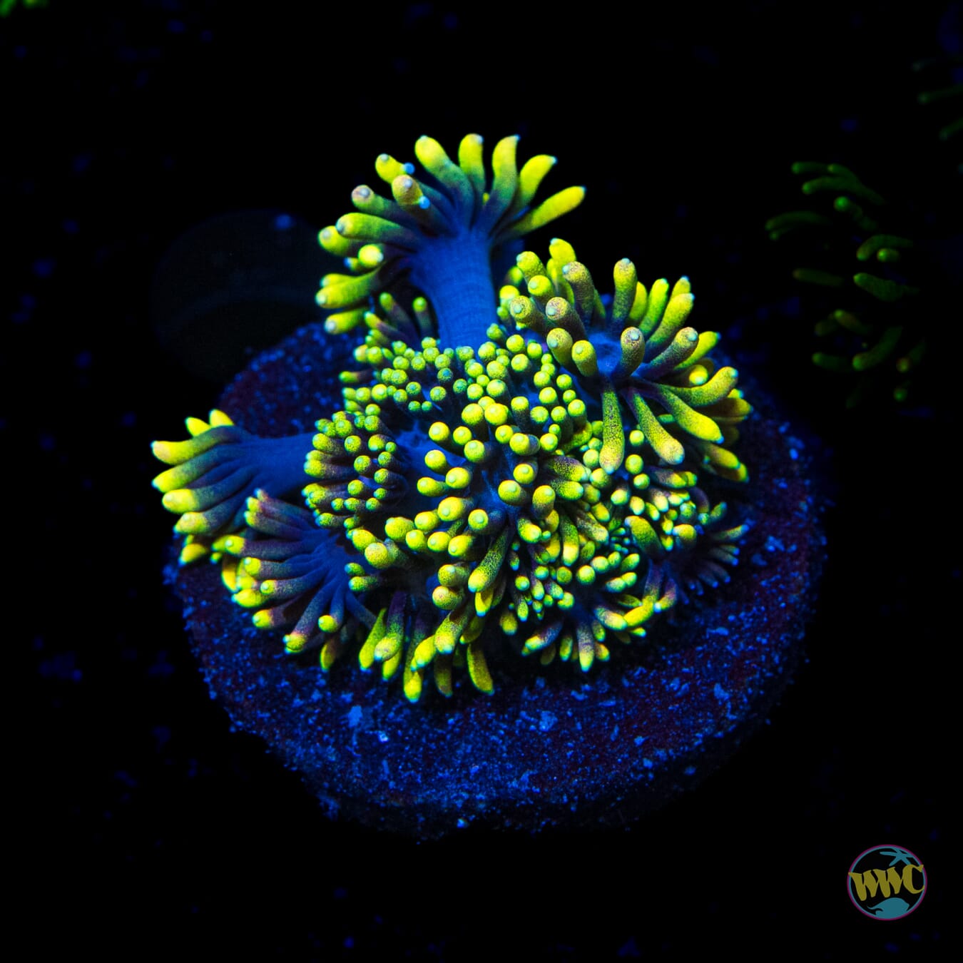 WWC Sunflower Goniopora