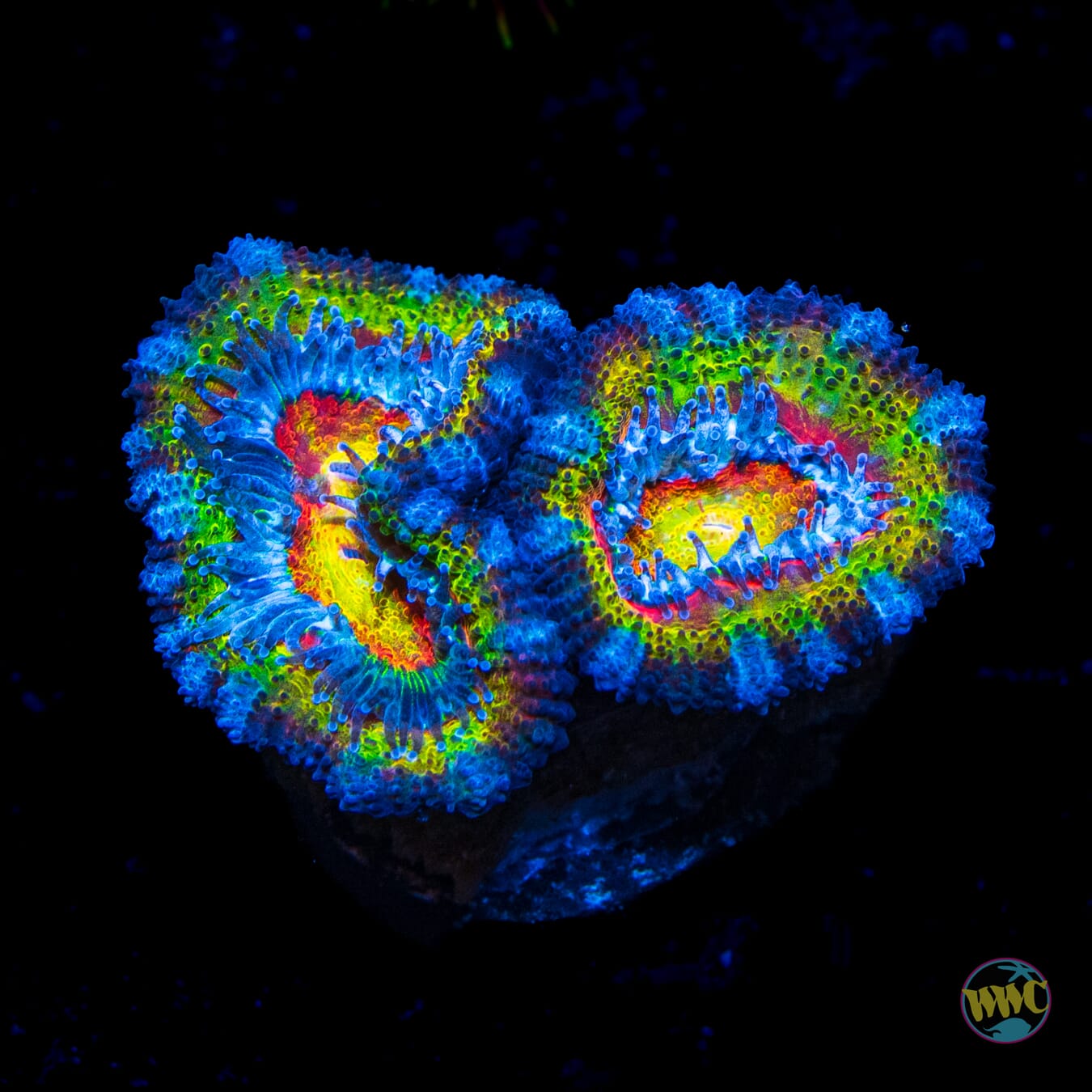 Heart Attack Aussie Lord