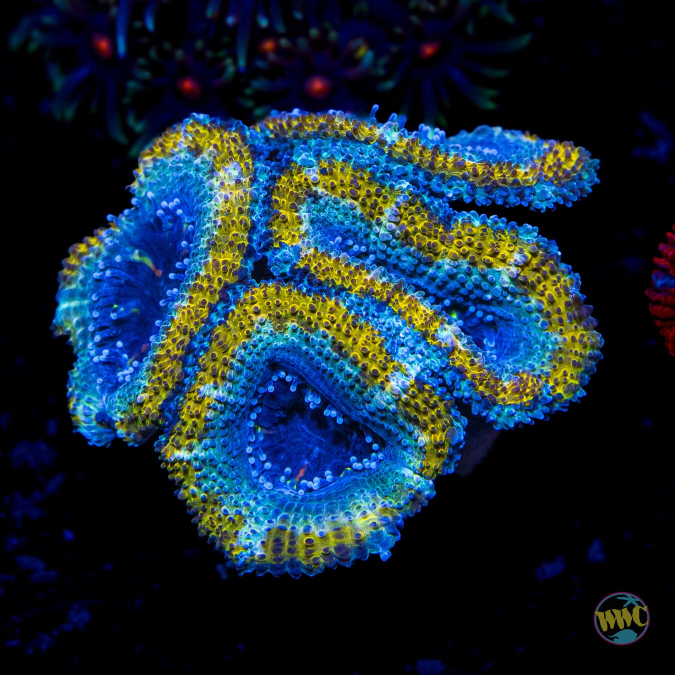 Frozen Gold Aussie Lord