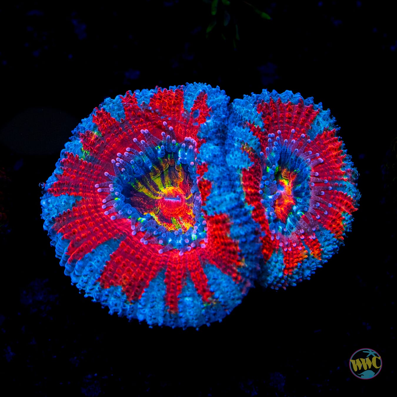 Glacial Flame Aussie Lord