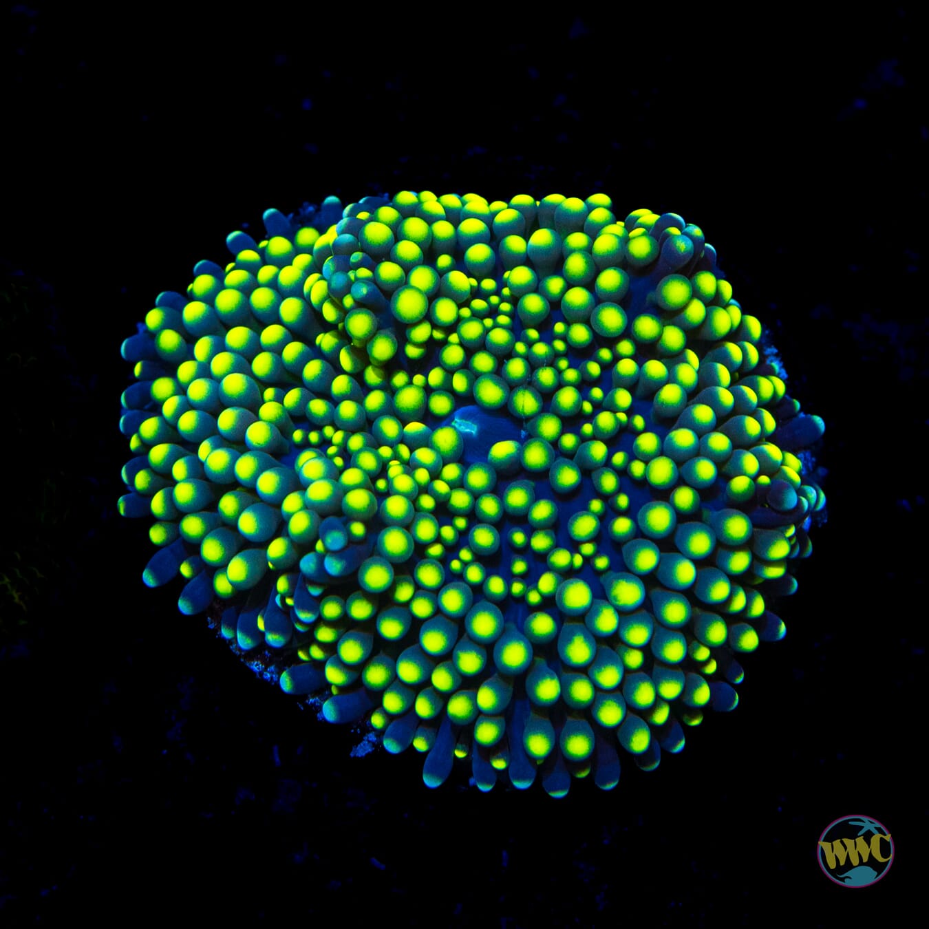 Nuclear Neon Ricordea Mushroom