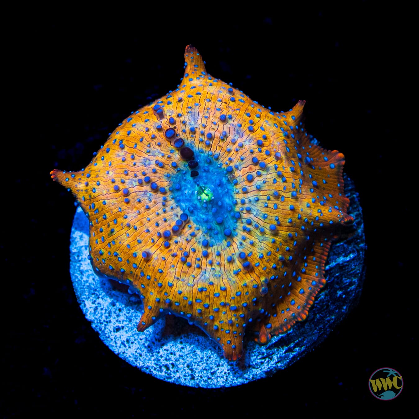 Tiger Eye Discosoma Mushroom