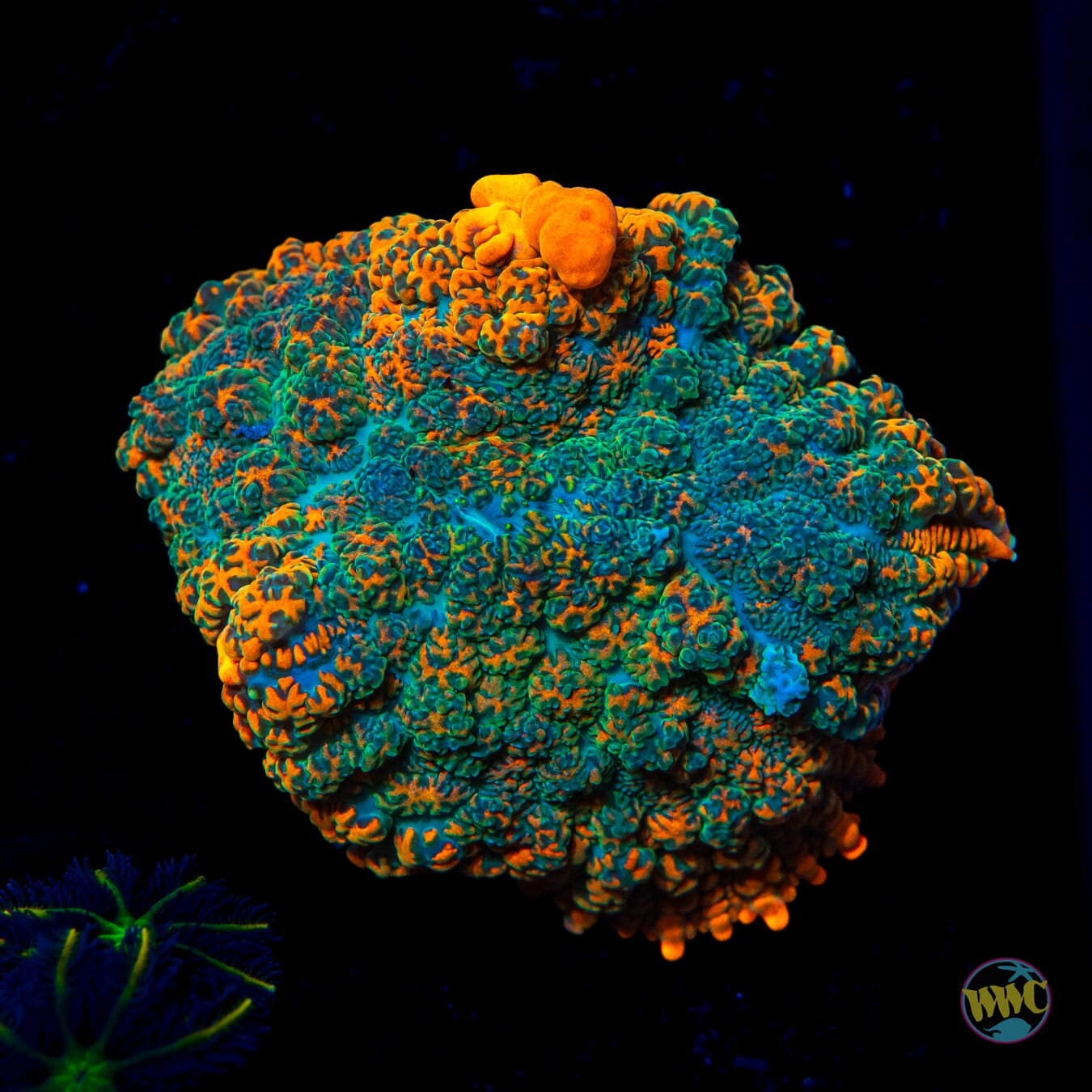 WWC Dragon Pulse Rhodactis Mushroom